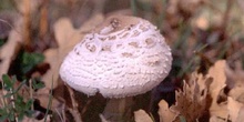 Parasol (Macrolepiota procera)