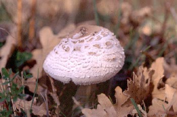 Parasol (Macrolepiota procera)