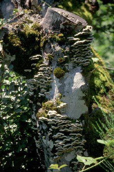 Trametes sp.