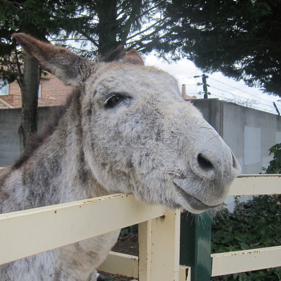 Granja Escuela Educación Infantil Curso 2017-18_2 34