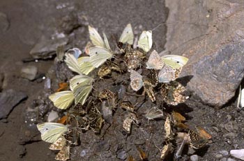Bebedero de mariposas (Lepidoptera)