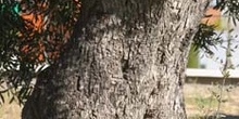 Olivo - Tronco (Olea europaea)