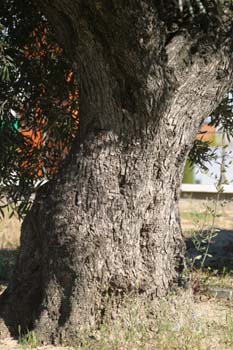 Olivo - Tronco (Olea europaea)