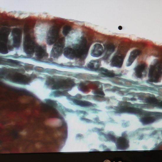 Sección de tráquea de conejo (epitelio ciliado)