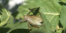 Chicharra verrugosa (Decticus verrucivoris)