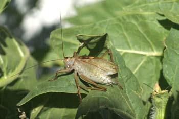 Chicharra verrugosa (Decticus verrucivoris)