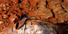 Escarabajo del desierto, Australia