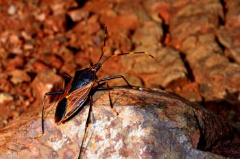 Escarabajo del desierto, Australia