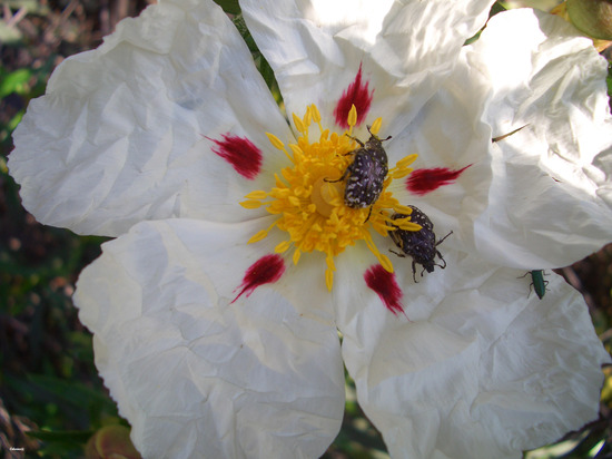 Fecundación de la flor