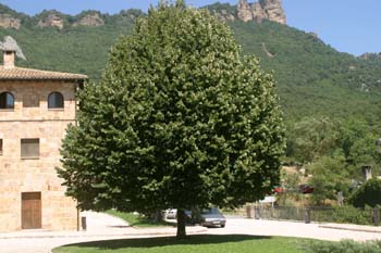 Tilo plateado (Tilia tomentosa)