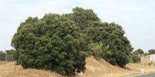 Encina - Porte (Quercus ilex)