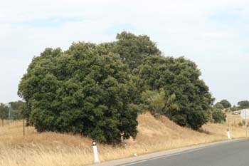 Encina - Porte (Quercus ilex)