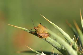Chinche de escudo (Carpocoris fuscispinus)