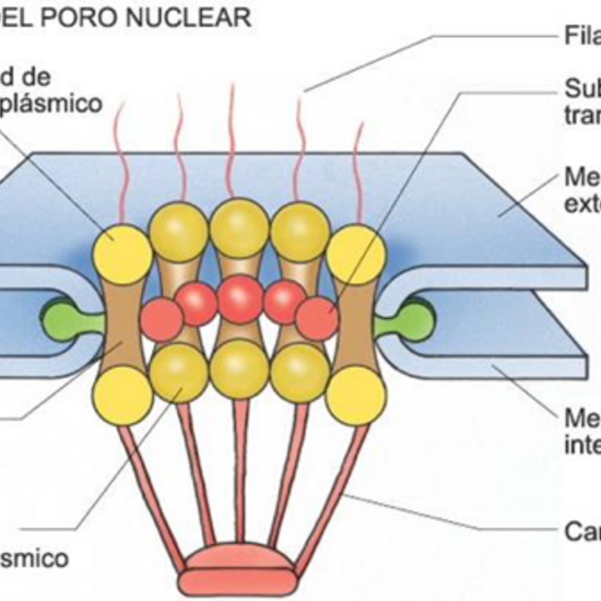 Poros nucleares