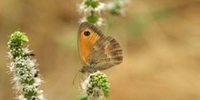 Lobito agreste - Macho (Pyronia tithonus)