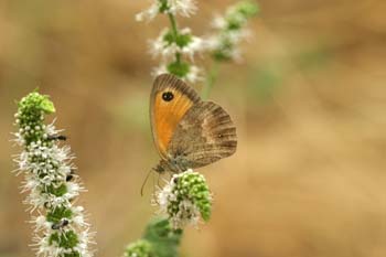 Lobito agreste - Macho (Pyronia tithonus)