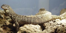 Lagarto