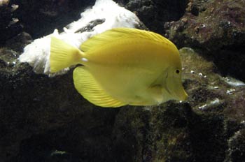 Pez cirujano amarillo (Zebrasoma flavescens)