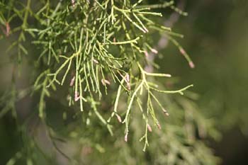 Sabina de Cartagena (Tetraclinis articulata)