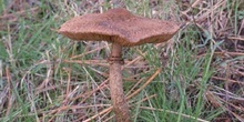 Parasol (Lepiota sp.)