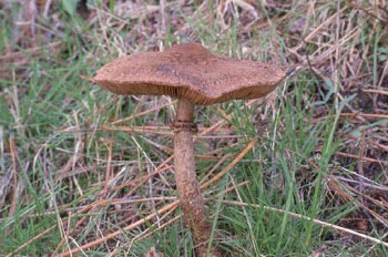 Parasol (Lepiota sp.)