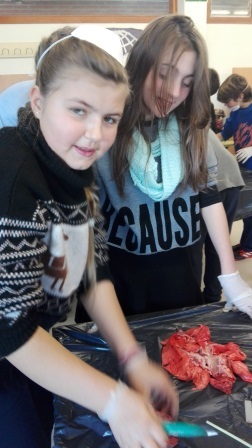 2018_02_09_DISECCION CORAZON Y PULMONES_SEXTO_CEIP FDLR_LAS ROZAS_2 12