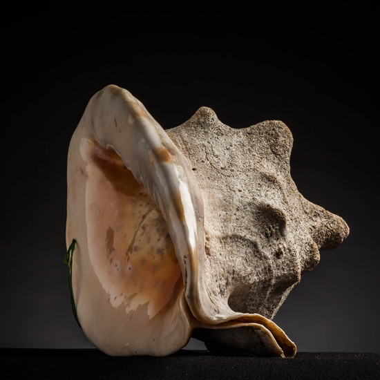 IES_CARDENALCISNEROS_CONCHAS_031