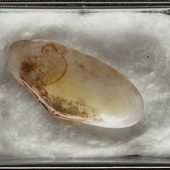 IES_ISABELLACATOLICA_BIOLOGIA_471