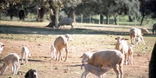Ganado lanar merino - Cheles, Badajoz