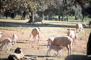 Ganado lanar merino - Cheles, Badajoz