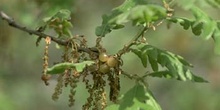 Rebollo / melojo - Agallas (Quercus pyrenaica)