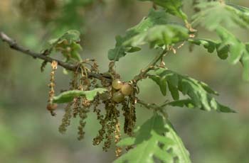 Rebollo / melojo - Agallas (Quercus pyrenaica)