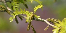 Acacia de tres espinas - Flor (Gleditsia triacanthos)