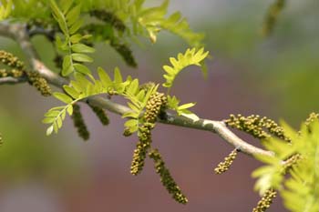Acacia de tres espinas - Flor (Gleditsia triacanthos)