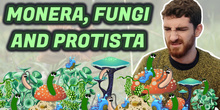 MONERA, PROTISTA and FUNGI kingdoms - Natural Science - Primary 5