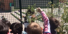 2019_06_11_4º observa insectos en el huerto_1_CEIP FDLR_Las Rozas 6