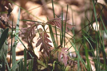 Rebollo / melojo - Planta joven (Quercus pyrenaica)