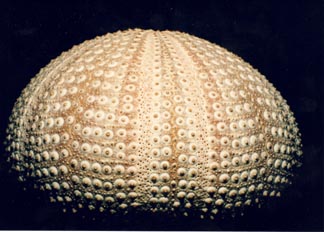 Caparazon (Erizo regular)