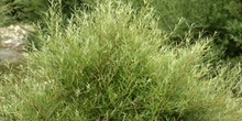 Sarga (Salix eleganos)