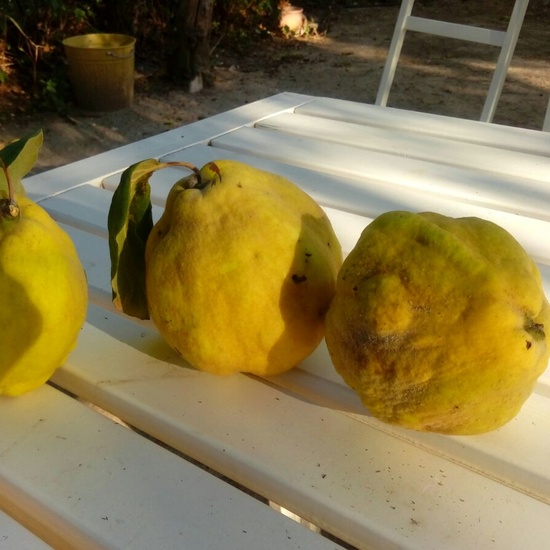 Granja Escuela 1º y 2º EP 2017-18 1