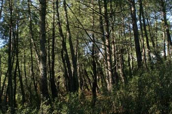 Pino resinero - Bosque (Pinus pinaster)