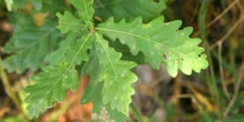 Quejigo - Hoja (Quercus faginea)