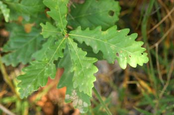 Quejigo - Hoja (Quercus faginea)