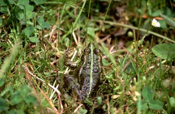 Rana común (Rana perezi)