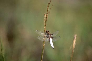 Libélula flecha (Libellula depressa)