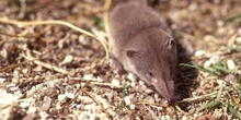 Musaraña ibérica (Sorex granarius)