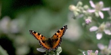 Ortiguera (Aglais urticae)