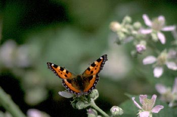 Ortiguera (Aglais urticae)