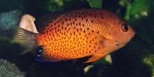 Pez angel enano (Centropyge ferrugatus)