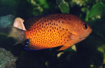 Pez angel enano (Centropyge ferrugatus)